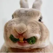 imtの画像