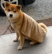 やまとの画像