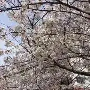 にゃんきちの画像