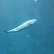 ☆ぽの画像