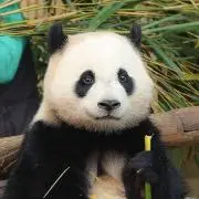 コウの画像
