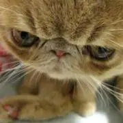 にゃかむ
