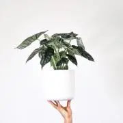 ポムポムプリンの画像