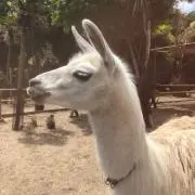 あいちゃんの画像