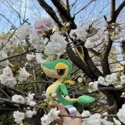 マク（即購入可能)の画像