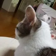 くりあんなの画像