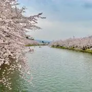 ギリちゃんの画像