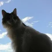 ga248