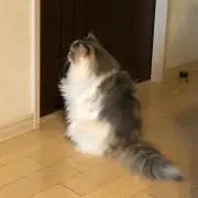 りゅう吉の画像