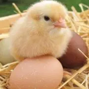 ひよっこ
