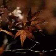 パストリー
