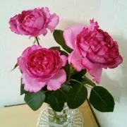 ピンクの薔薇
