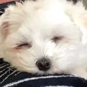 jdの画像