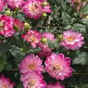 dariaの画像
