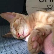 ほちこの画像