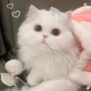 ShinTaRoの画像