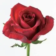 ☆ROSE☆の画像