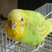 いんこちゃん。の画像