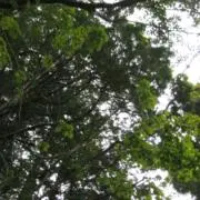 へんちめんの画像