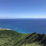 ぽぽの画像