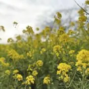 ハル【即日発送、値下げ交渉OK】の画像