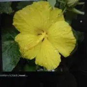ハワイアンズの画像