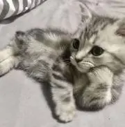 ニムニム