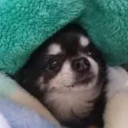 わらびもちの画像