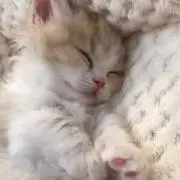 とらの画像