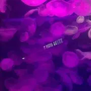 オレンジ