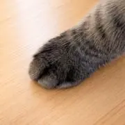 あろま(グッズ断捨離中)の画像