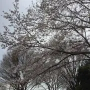 Smileの画像