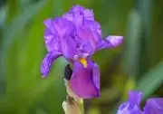 アイリスの画像