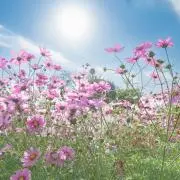 夕顔の画像