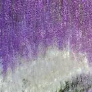 ウィステリア