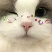 KITTYの画像