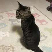 ネコNEKOの画像