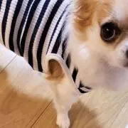 ポッ。の画像