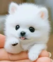 アイスクリームの画像
