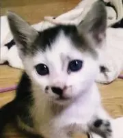 カギシマの画像