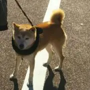 もっちゃん