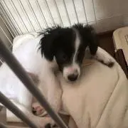 ふくの画像