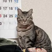 どびん