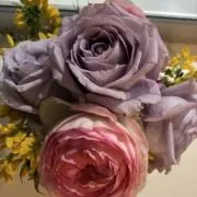 ゆまこの画像