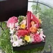 operaの画像