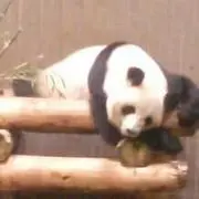 パンダ☆