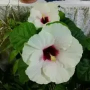 リンゴ大好き♡の画像