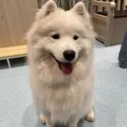 いとの画像