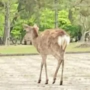 あんにゅ