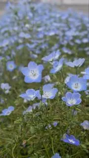 るり